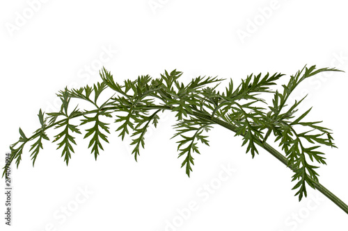 Green leafs of carrot  isolated on white background