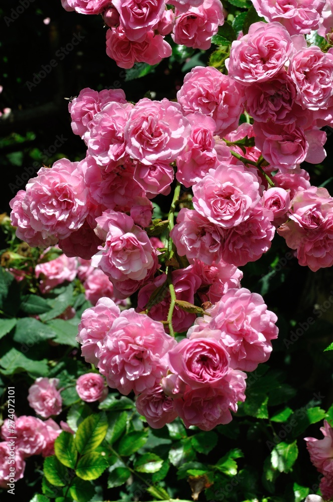 Pink Rose Pink Rose