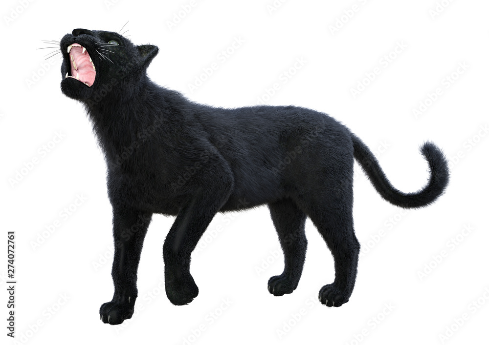 3D Rendering Black Panther on White 3D Rendering Black Panther on White