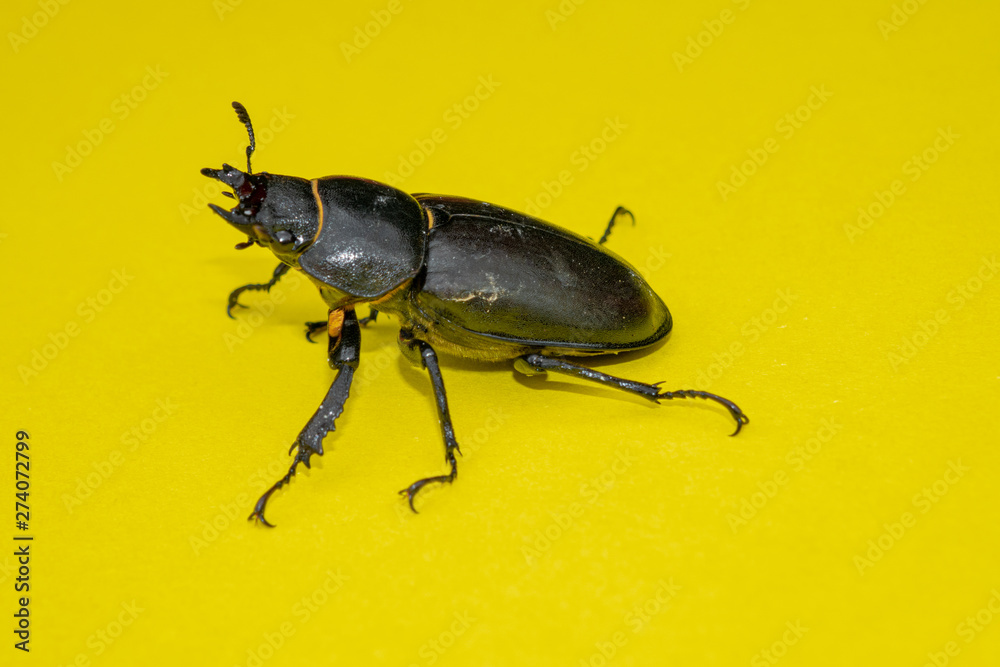 Fototapeta premium Hirschkäfer, Lucanus cervus