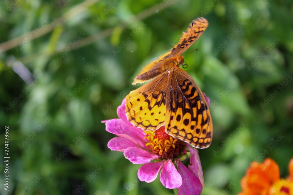 Obraz premium Great Spangled Fritillary (Speyeria cybele) perched on zinnia