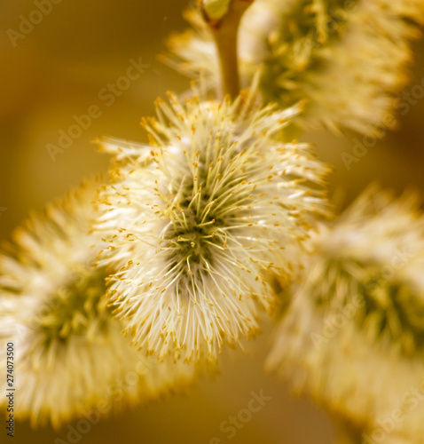 Yellow flowers on the branches of willow