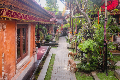 Photography Two stray dogs walking inside the festively decorated Ubud Palace or Puri Saren Agung