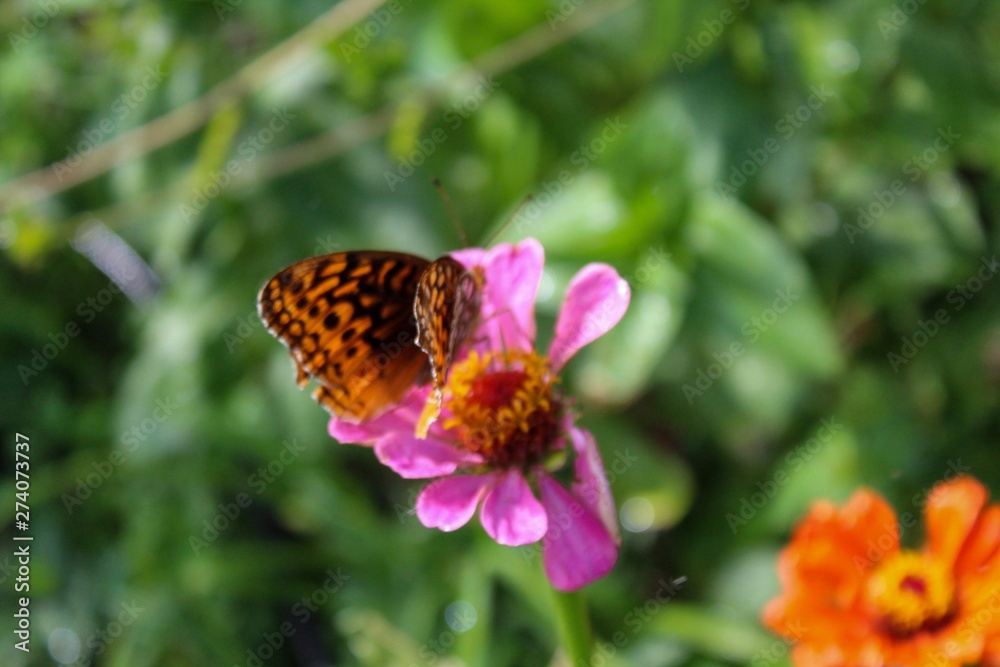 Great Spangled Fritillary (Speyeria cybele) perched on zinnia Great Spangled Fritillary (Speyeria cybele) perched on zinnia