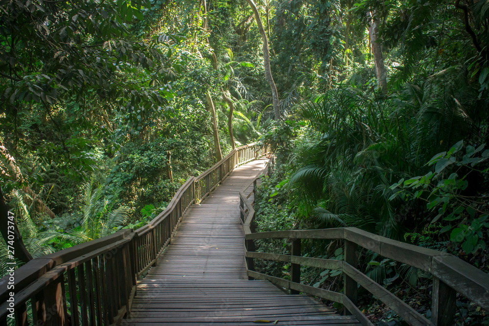 Fototapeta premium Drewniany chodnik znaleziony w świętym Małpim Lesie w Ubud, otoczony bujną zielenią i roślinnością. Bali, Indonezja