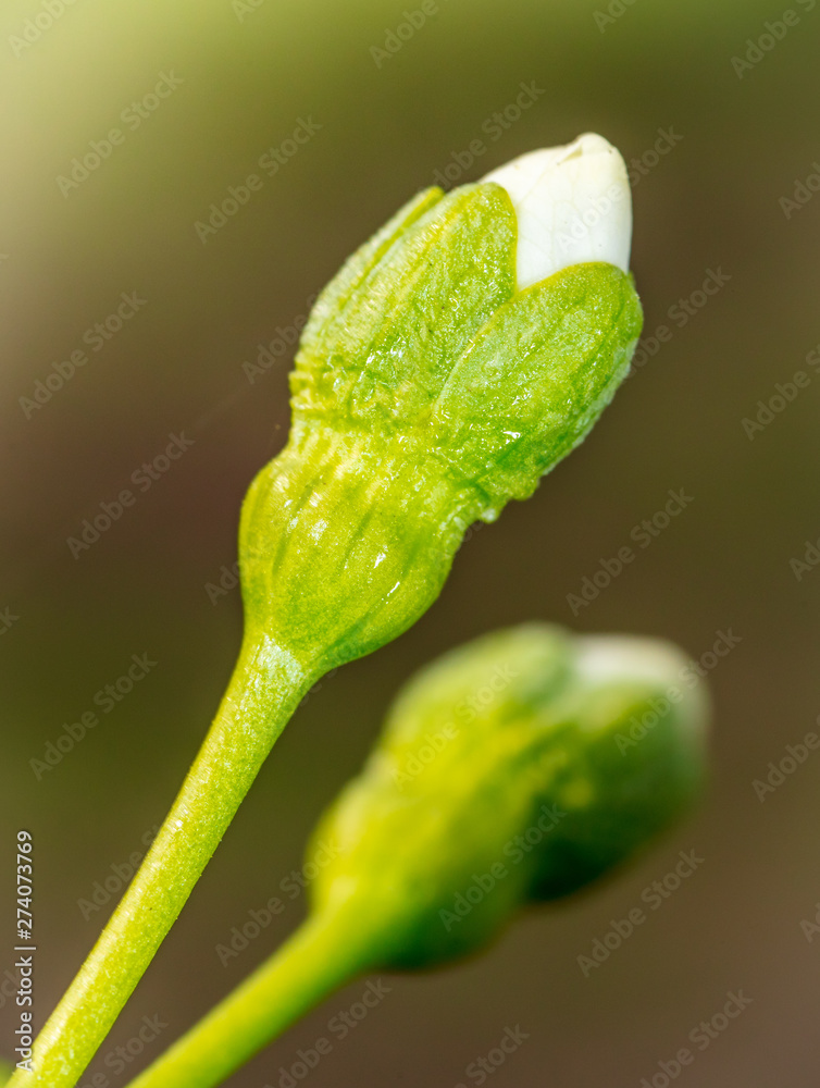 A flower on a branch of cherry A flower on a branch of cherry