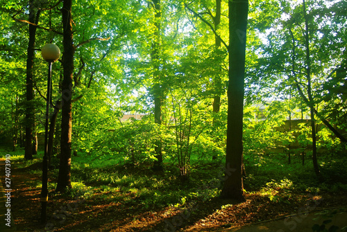 sunlight through the leaves in the Park in summer, Moscow.