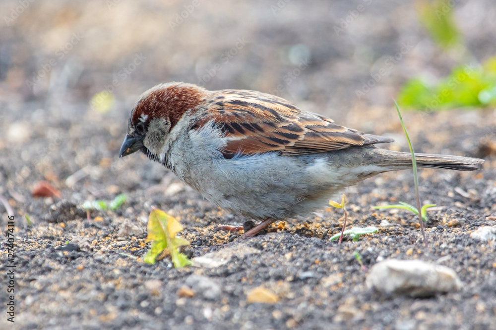 Sparrow playing in the ground in nature Sparrow playing in the ground in nature