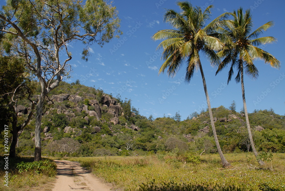 Track, coconut palms and eucalyptus tree under a blue sky, Radical Bay, Magnetic Island, Queensland, Australia.