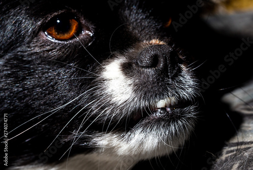 Portrait of a black dog in nature