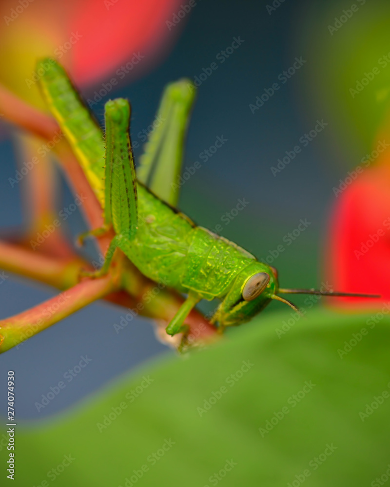 Fototapeta premium Beauty Macro Image Shot wildflower and insects photos