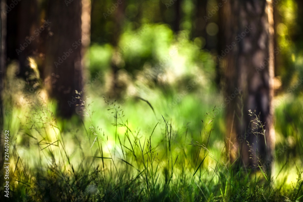 grass growing between pine trees grass growing between pine trees