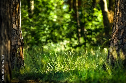 grass growing between pine trees