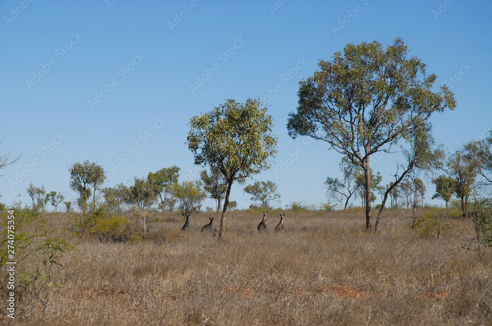 Fototapeta premium Outback Australia, wild kangaroos resting in the shade of small eucalyptus trees in an arid, flat, semi desert landscape of dry grass and stunted trees. near Charters Towers, Queensland, Australia