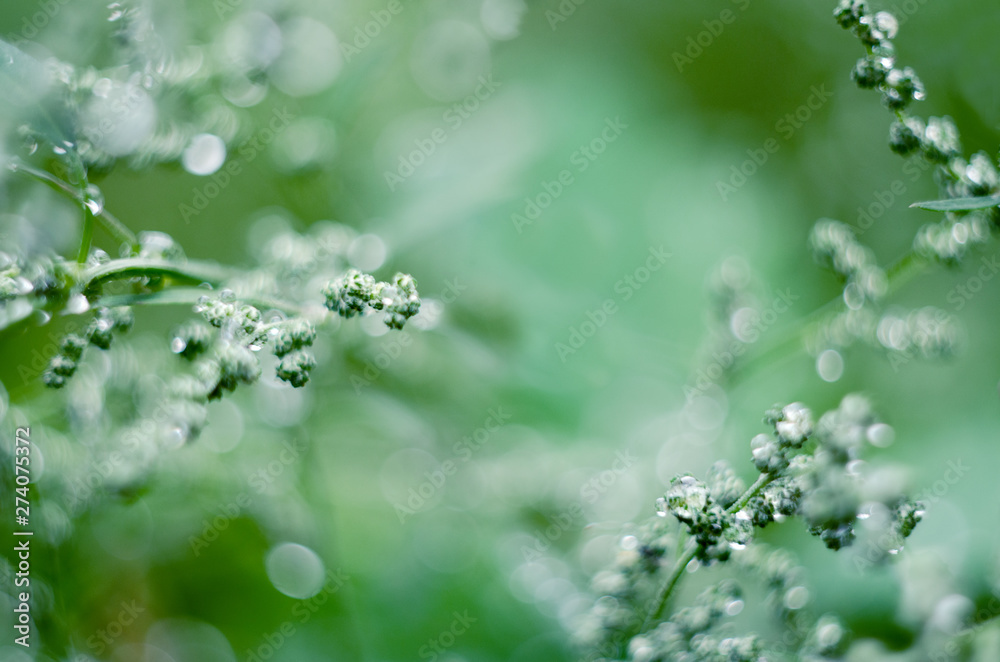 Soft focused abstract background. Meadow grass under dew drops, after the rain. Beautiful nature background. - obrazy, fototapety, plakaty 