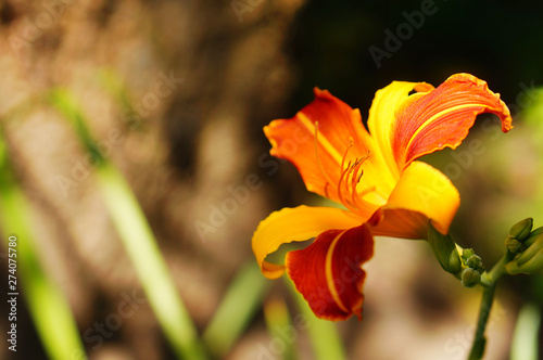 Bicolor yellow orange daylily in the summer garden