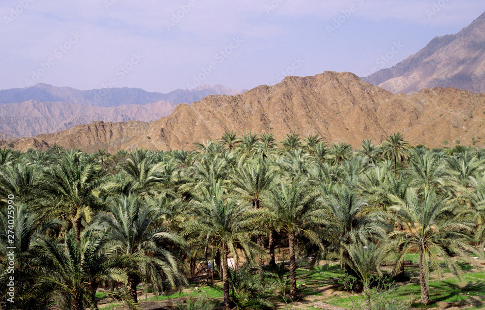 dubai,haja-gebirge,arabische emirate.
