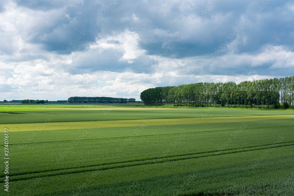 Beautiful green landscape with two rows of trees and dramatic clouds