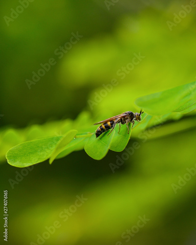 Beauty Macro Image Shot wildflower and insects photos