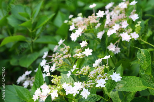 Hydrangea in Japan