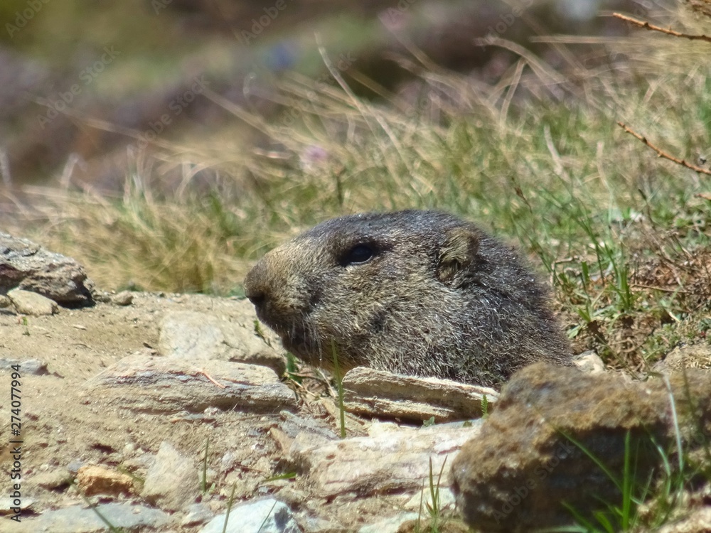Naklejka premium A marmot in the Italian Alps, near the town of