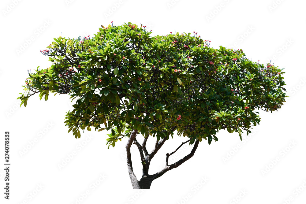 Obraz premium leaves tree branch leelawadee isolated on white background for graphic. with clipping path