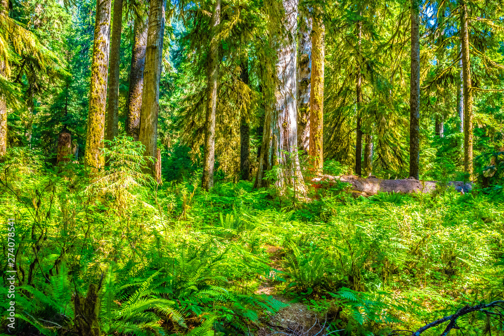 Beautiful Morning Hike Through the Hoh Rainforest in Olympic National Park, Washington