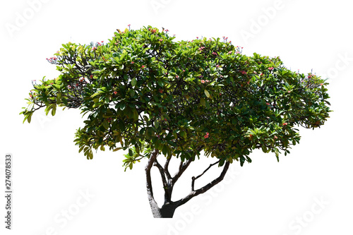 leaves tree branch leelawadee isolated on white background for graphic. with clipping path