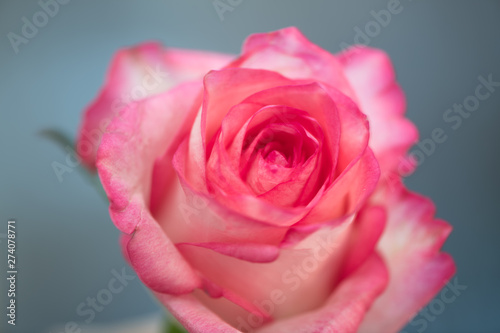 One pink rose on a blue background in the studio