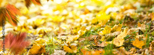 Autumn background. Fallen leaves on the ground in the grass. photo