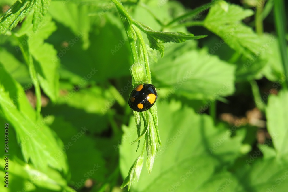 Black ladybug with yellow spots on green plant in the garden, closeup Black ladybug with yellow spots on green plant in the garden, closeup