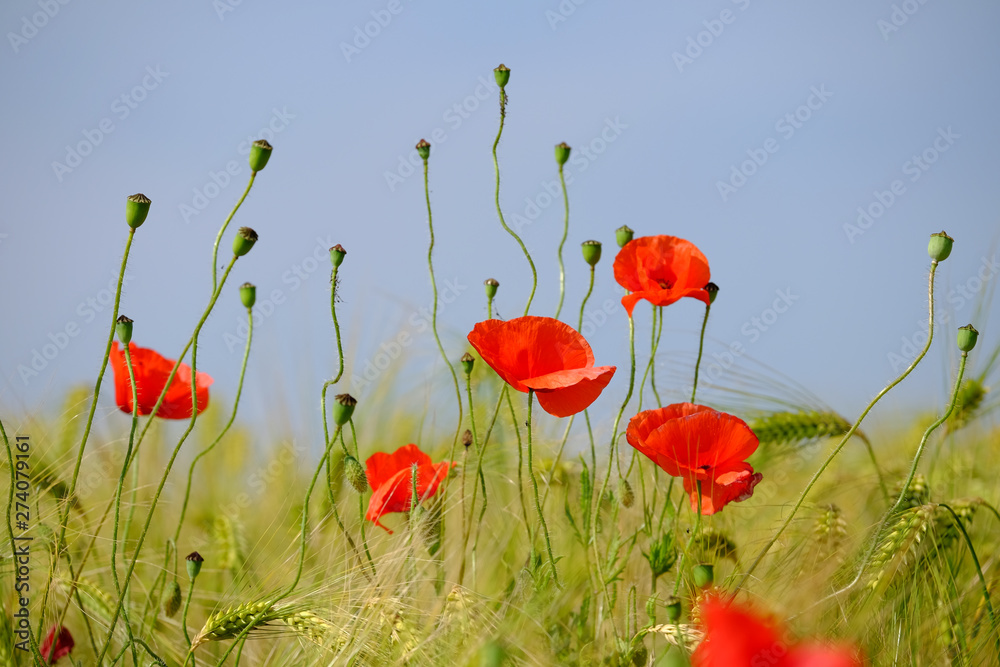 Naklejka premium Mohn blüht im Getreide