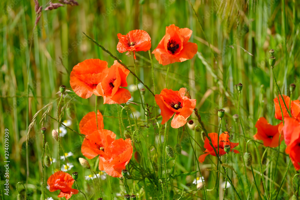 Obraz premium Mohnblumen am Wegesrand