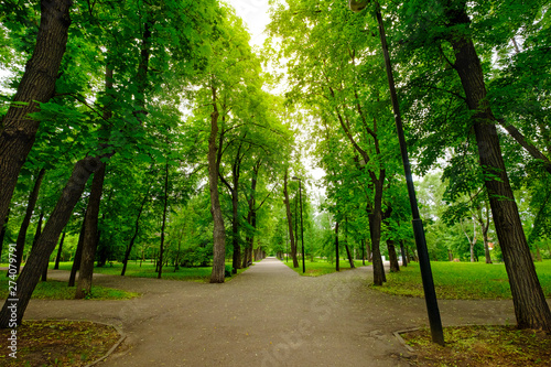 Bottom view of the trees in the park. Sunlight breaks through the leaves of trees