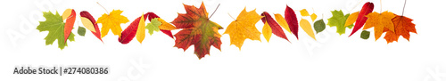 Autumn composition. Autumn leaves on white background. Autumn background. Long web format