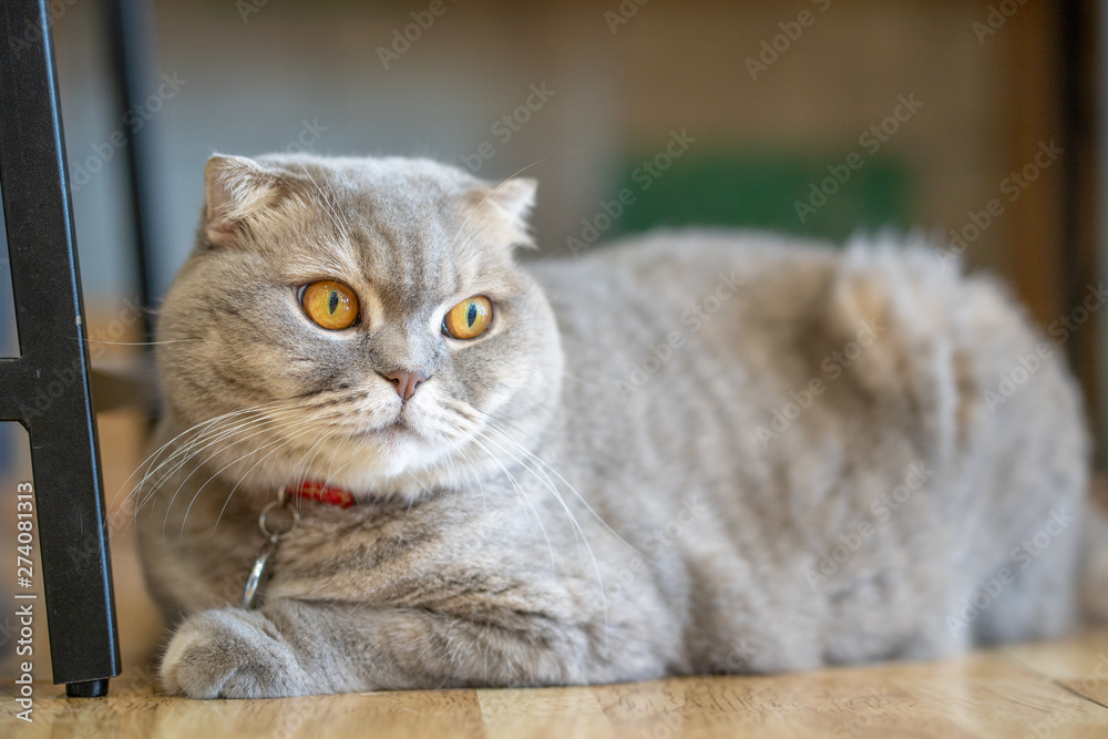 Gray cat sits happily on the floor in the room.soft focus.