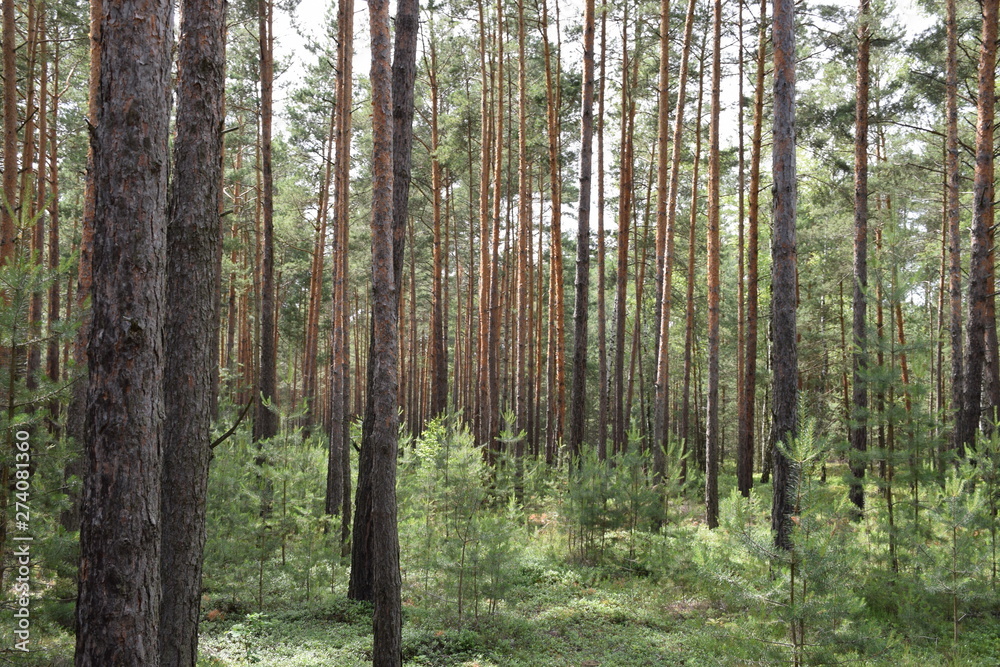 Fototapeta premium Las sosnowy