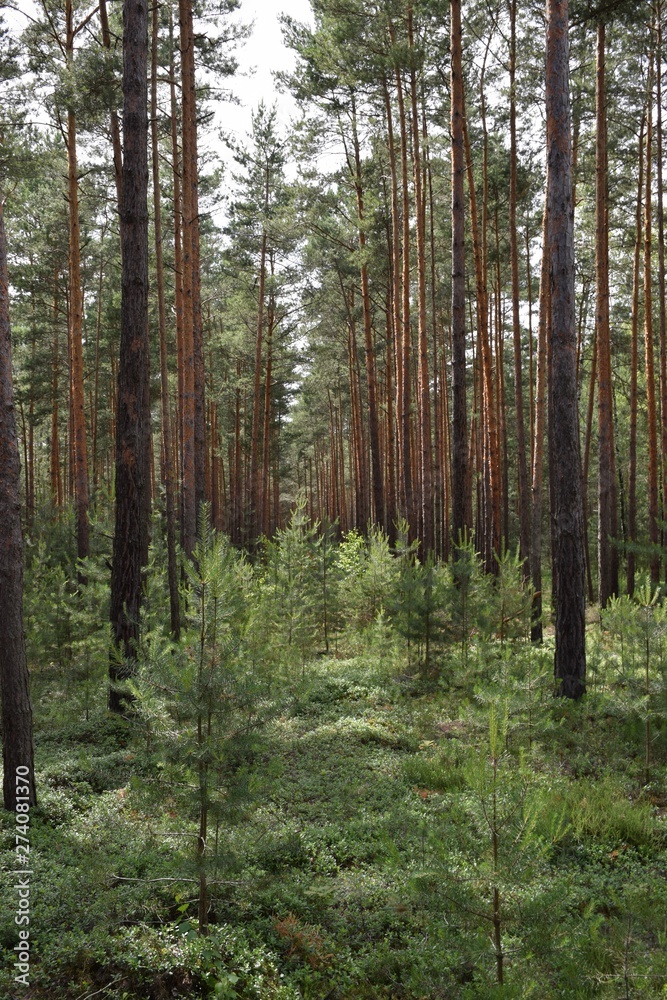 Kiefernwald Kiefernwald