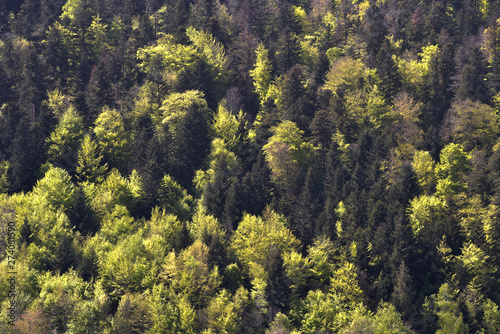 Forêt, gros plan sur une forêt d'arbres, forêt des Vosges, sapin des Vosges © Céline