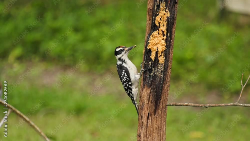 Hairy woodpecker clinging to bark of a tree Hairy woodpecker clinging to bark of a tree