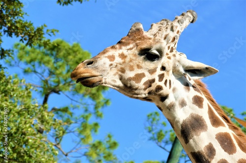 Photography giraffe