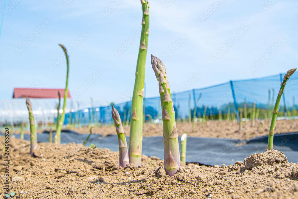 Fototapeta premium 北海道のアスパラ畑 / 北海道の新鮮な食材イメージ