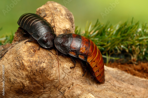 Close-up two big madagascar hissing cockroaches (Gromphadorhina portentosa) siting on the snag  on green grass background. photo