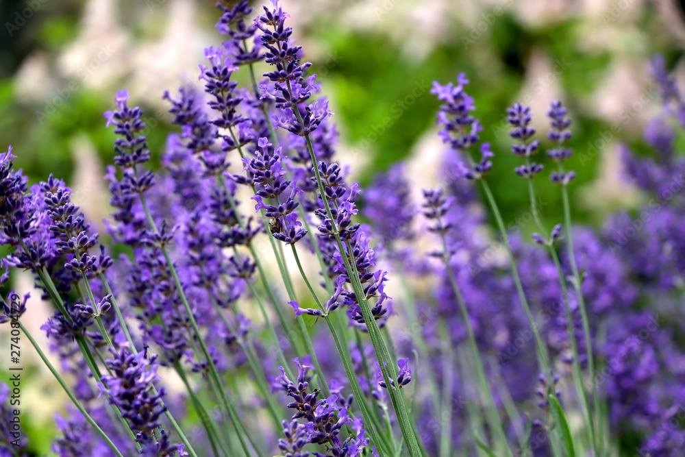 Obraz premium Bee and lavender flowers in the garden. Selective focus.