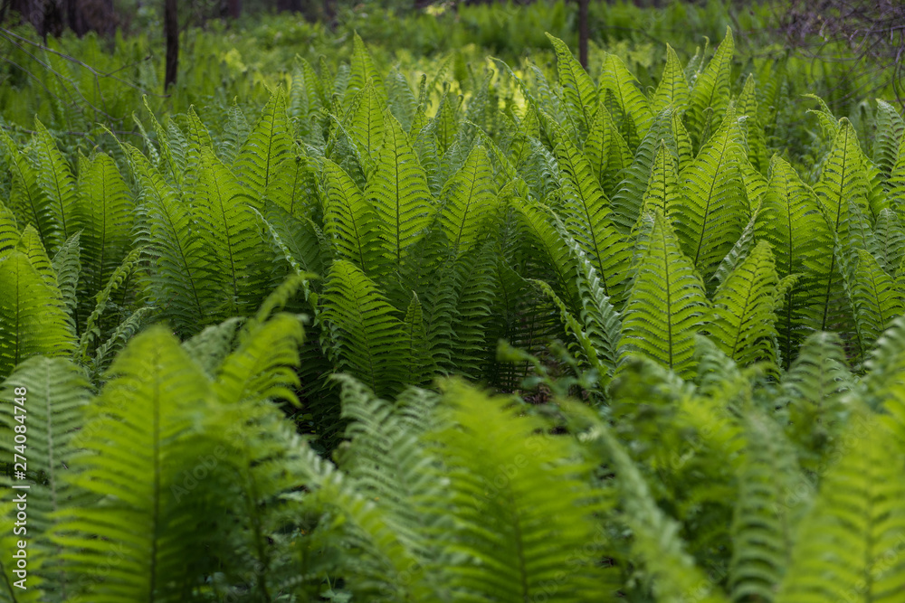 Green ferns plant in the forest in sunny summer evening Green ferns plant in the forest in sunny summer evening