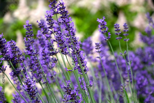 Bee and lavender flowers in the garden. Selective focus. © jelena990
