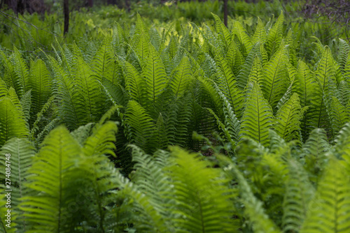 Green ferns plant in the fo...