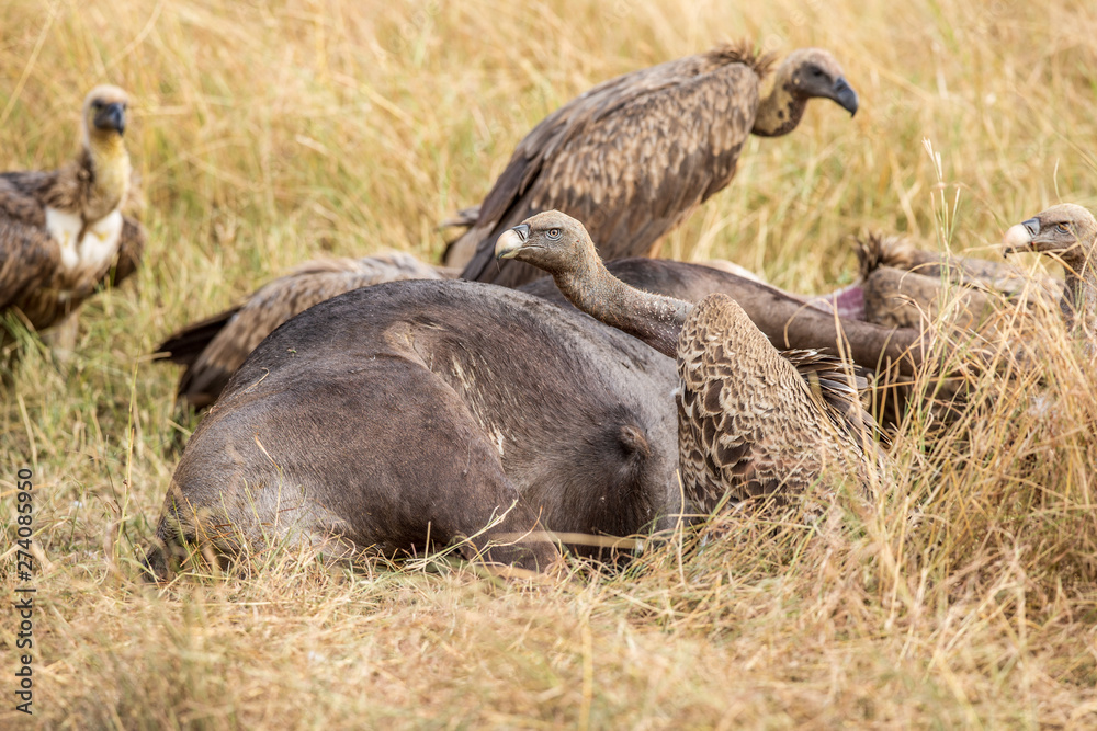 Griffon Vulture (Gyps fulvus) eating carrion, bones and meat Griffon Vulture (Gyps fulvus) eating carrion, bones and meat