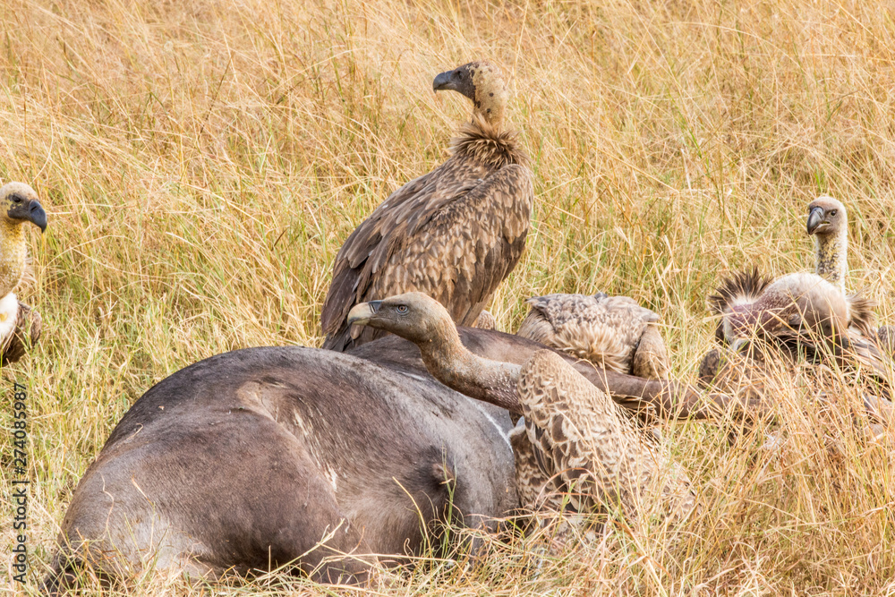 Griffon Vulture (Gyps fulvus) eating carrion, bones and meat Griffon Vulture (Gyps fulvus) eating carrion, bones and meat