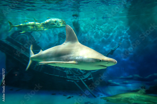 Shark at Jenkinson's aquarium Point Pleasant Beach New Jersey photo